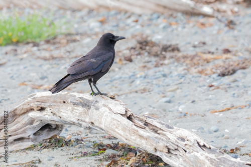Crow standing on a piece of driftwood on the shore of Puget Sound. 