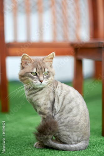 Domestic cat, shaved and brindle sitting outdoors on the terrace.