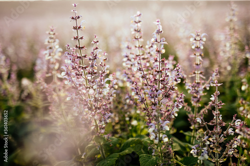 Close-up sage in bloom in a field. Pink wildflowers, soft focus. © Dima