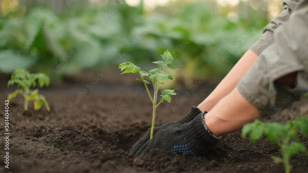 Tomato plant, Planting vegetables, Farm business. Hands of a farmer while planting a plant in a vegetable garden. Watering the garden Tomato plant, Planting vegetables, Farm business. Hands of a farmer while planting a plant in a vegetable garden. Watering the garden