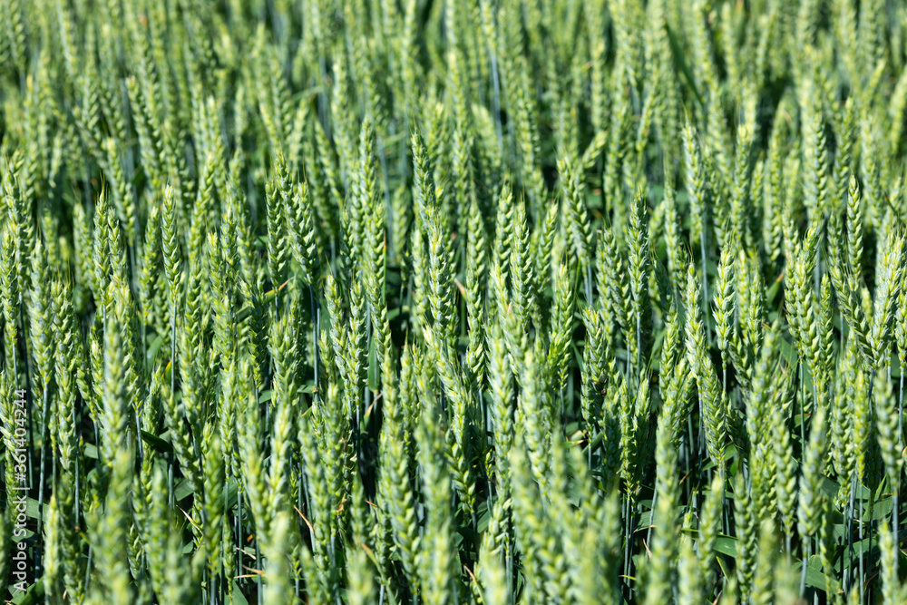 Green wheat field. Growing grain crops in agriculture Green wheat field. Growing grain crops in agriculture