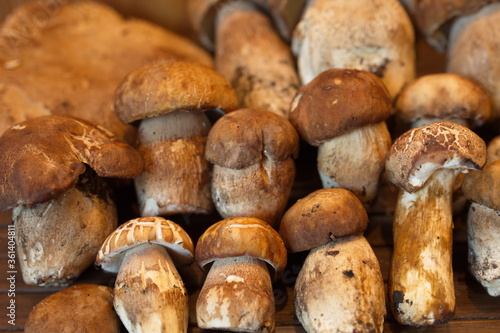 Edible mushrooms on wooden background, Boletus edulis.