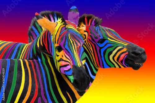 Two colorful zebra painted in the colors of the rainbow, cuddling on a colorful bright background.