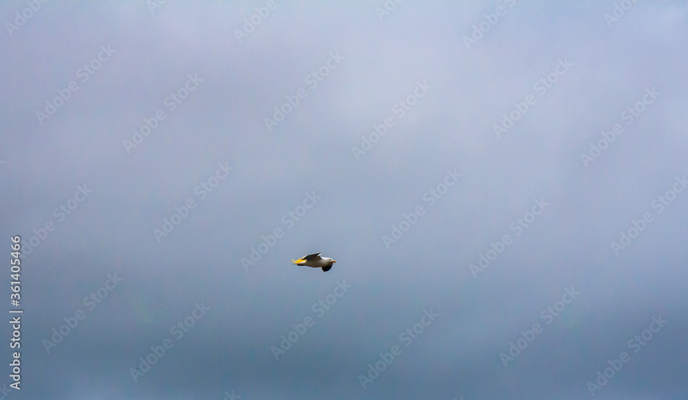 Fototapeta premium blue bright sky