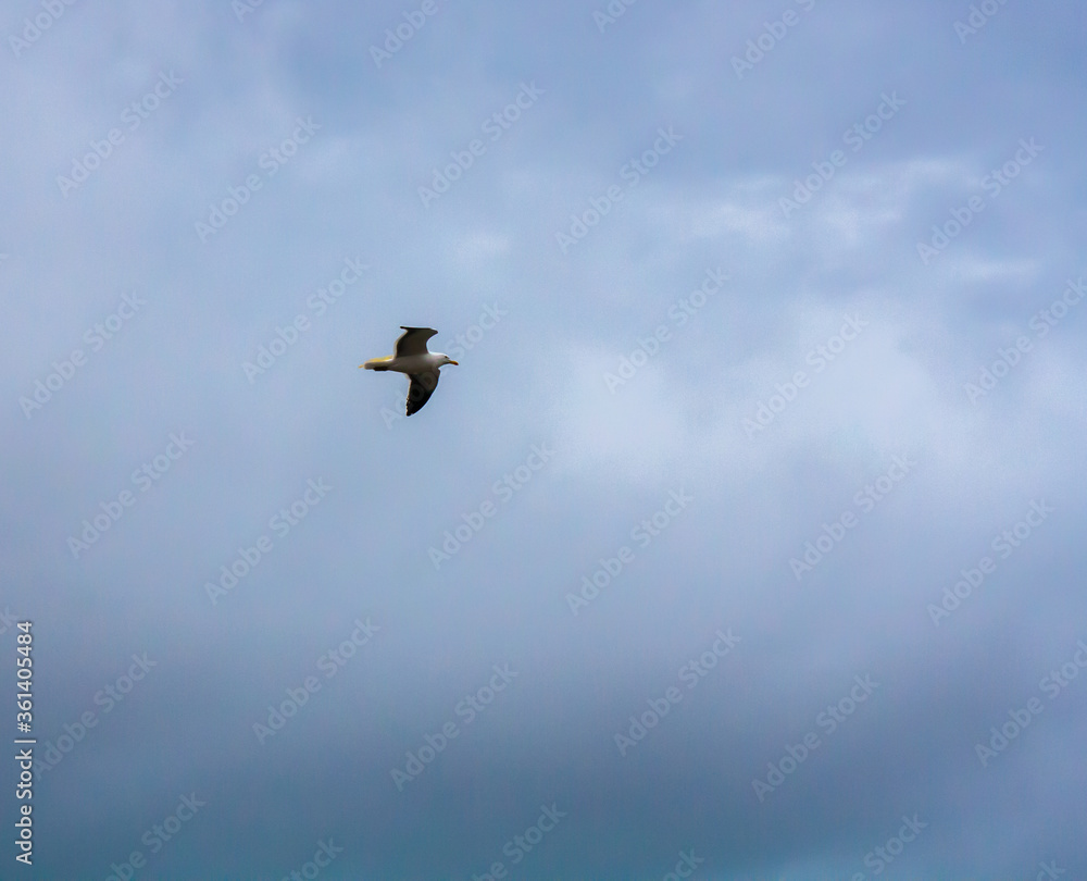 Obraz premium seagull blue sky