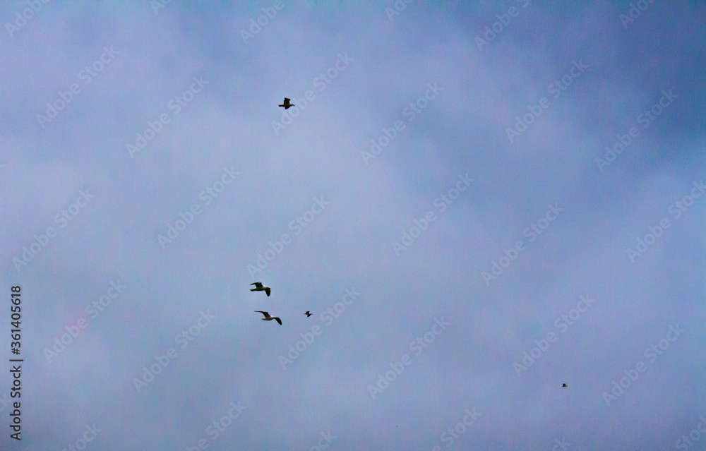 birds in flight