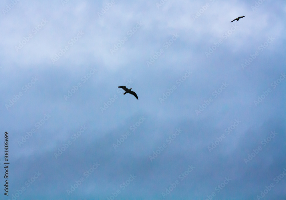 birds in flight birds in flight