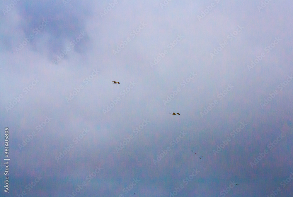 Fototapeta premium birds in the sky