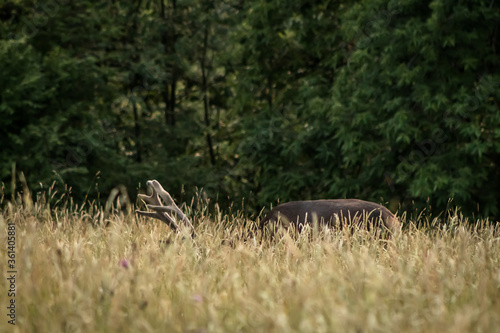 A deer grazes among the grass of the mountains of Asturias, oblivious to the photographer who stalks him, crouched a few meters away.