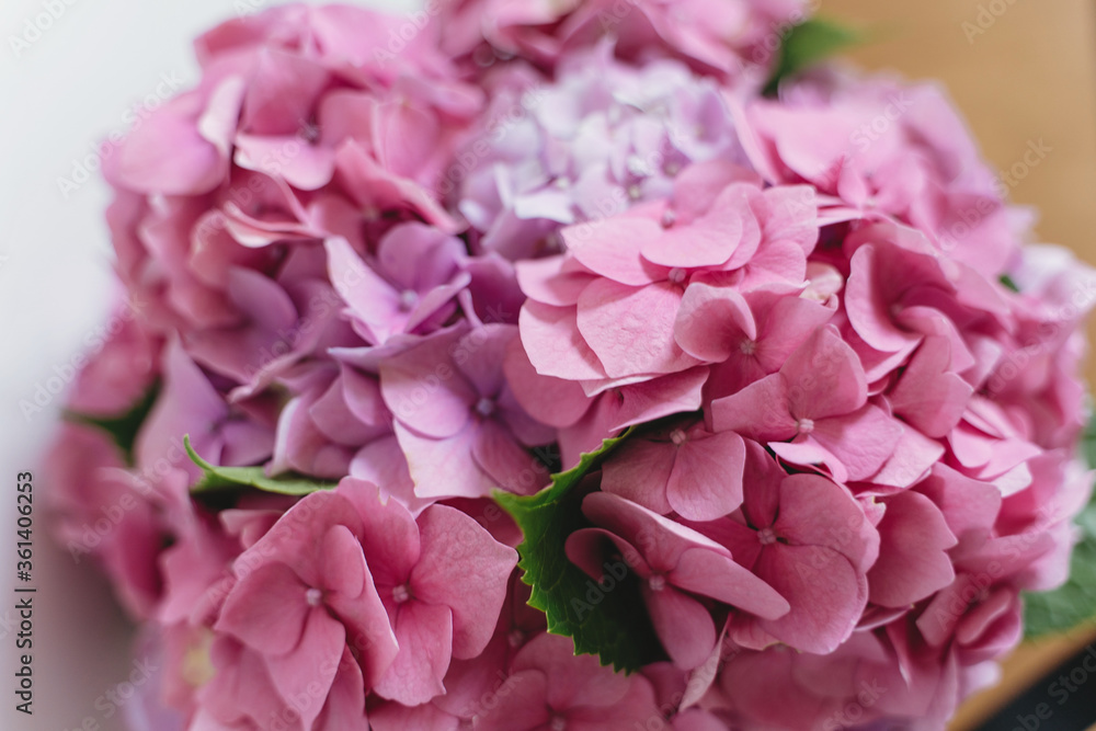 Hydrangea pink petals close up. Floral background. Beautiful pink and purple hydrangea flowers at home, closeup view on gentle petals. Happy mothers day or womens day