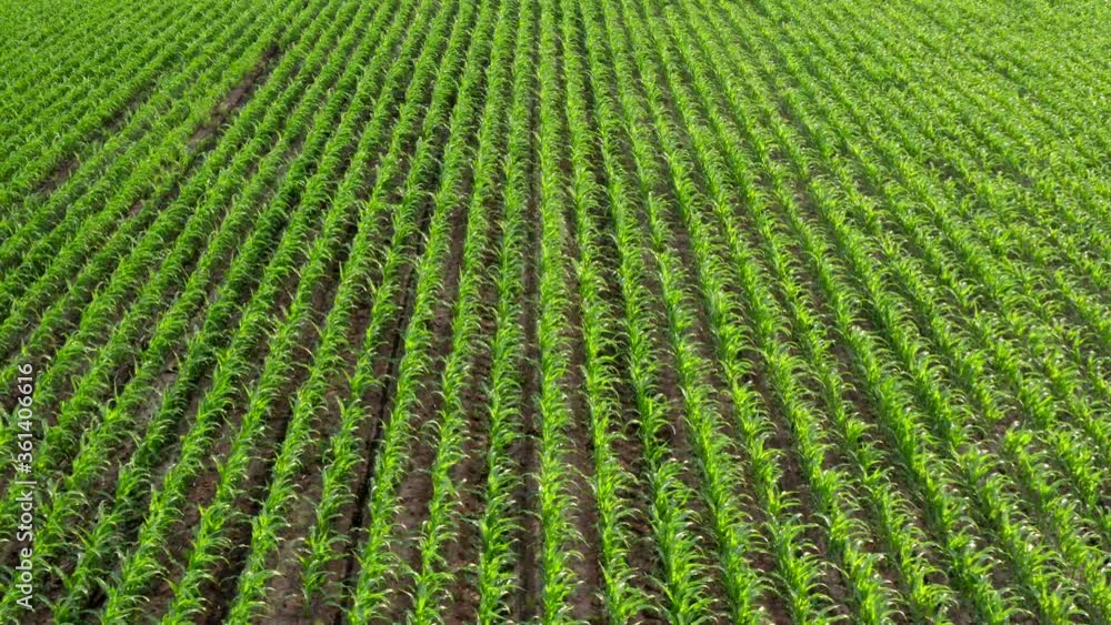 Field with organic corn. Aerial 4K Field with organic corn. Aerial 4K