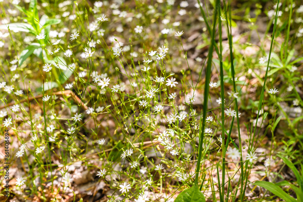A collection of small plants with yellow flowers. A collection of small plants with yellow flowers.