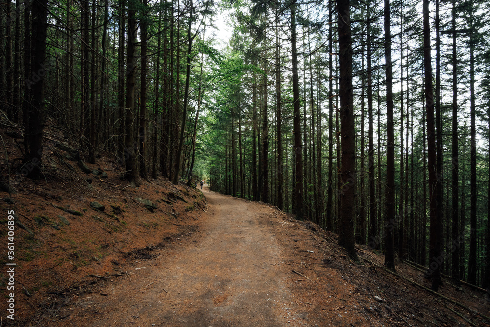 Obraz premium Wanderweg durch den Fichtenwald