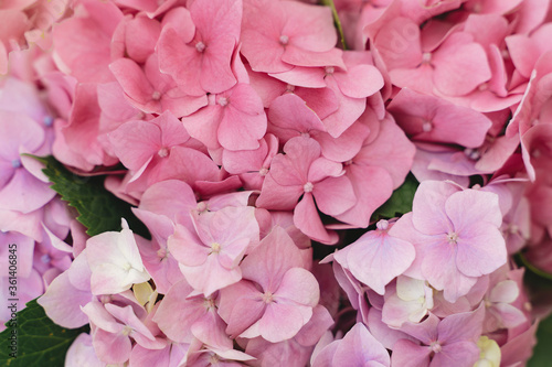 Hydrangea pink petals close up. Floral background. Beautiful pink and purple hydrangea flowers at home  closeup view on gentle petals. Happy mothers day or womens day