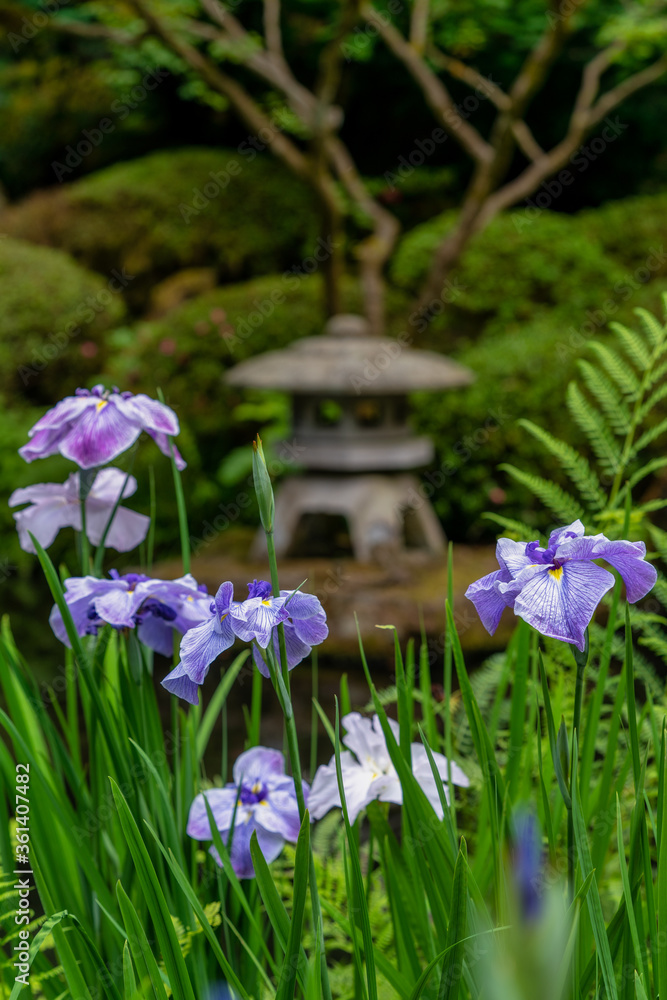 Iris Blooming Near Pagoda at the Koi Pond at the Portland Japanese Garden