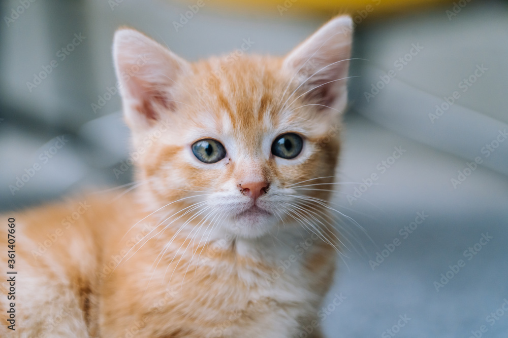 Cute little red cat sitting on yellow chair near window on background. Young cute little red kitty. Long haired ginger kitten play at home. Cute funny home pets. Domestic animal and Young kittens. Cute little red cat sitting on yellow chair near window on background. Young cute little red kitty. Long haired ginger kitten play at home. Cute funny home pets. Domestic animal and Young kittens.