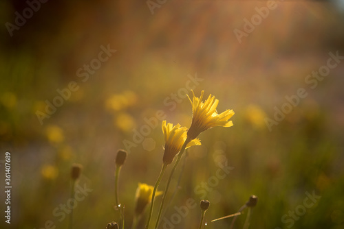 Fototapeta Naklejka Na Ścianę i Meble -  alcuni bei fiori gialli tipici del periodo estivo