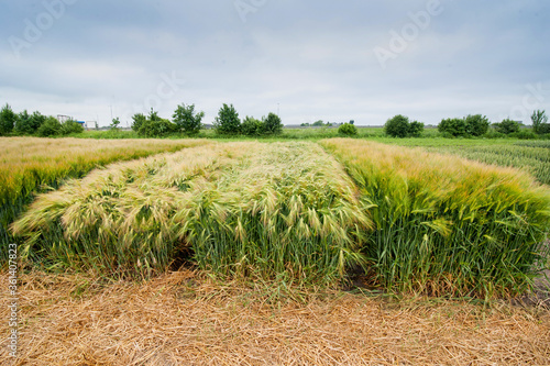 lines of winter barley, divided sectors demo plots of new varieties cereals