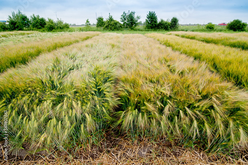 winter barley  demo field  divided sectors demo plots of new varieties cereals