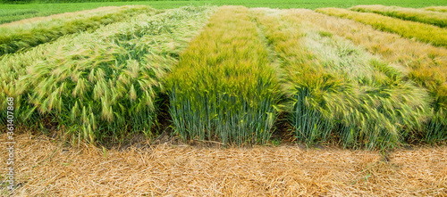 Εκτύπωση καμβά demo field of winter barley, divided sectors demo plots of new varieties cereals