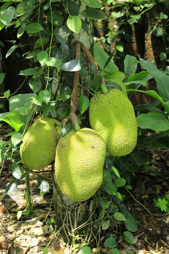 Wallpaper Mural Fresh ripe jack fruit isolated on jack tree Torontodigital.ca