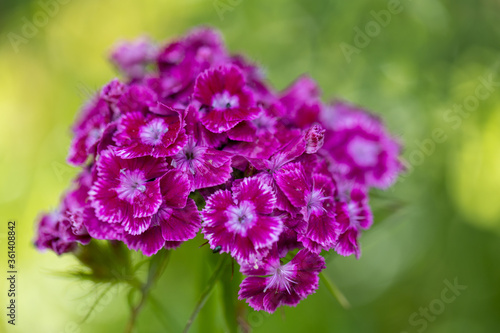 bearded carnation