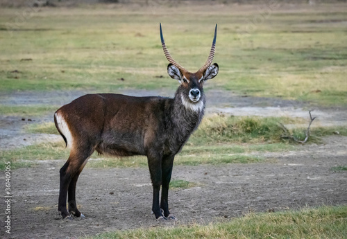 Canvas Print Waterbuck at Masai Mara, Kenya