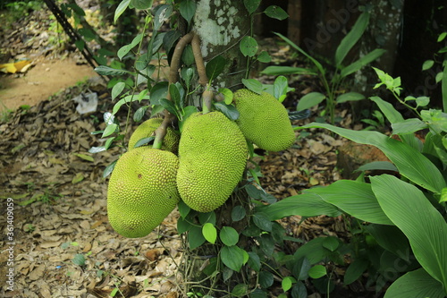 Wallpaper Mural Fresh ripe jack fruit isolated on jack tree Torontodigital.ca