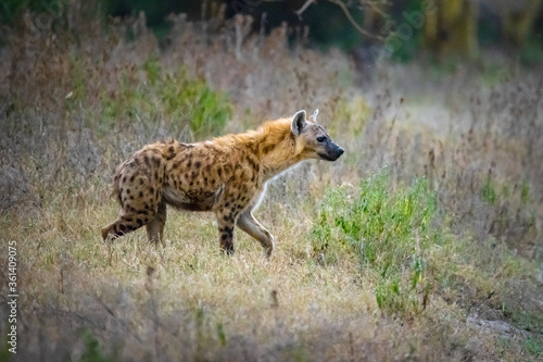 Spotted Hyena in Masai Mara  Kenya