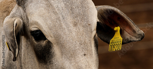 portrait of a cattle