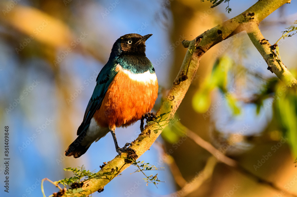Superb starling, Kenya Superb starling, Kenya