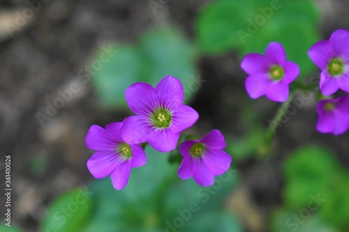 Fototapeta Naklejka Na Ścianę i Meble -  wild purple flowers