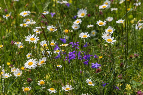 Blumenwiese mit Margeriten und Glockenblumen