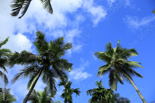 Wallpaper Mural Beautiful coconut palm trees on blue sky background with clouds Torontodigital.ca