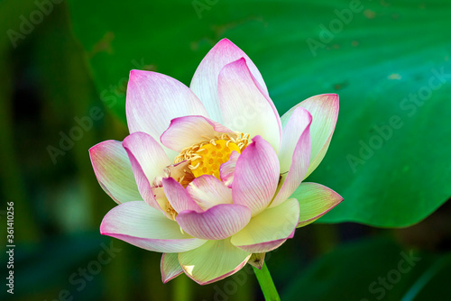  Lotus Flower Nelumbo nucifera