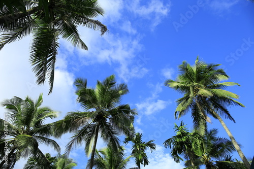 Beautiful coconut palm trees on blue sky background with clouds