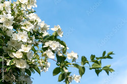 Closeup to apple tree branches blossoming with white flowers over blue sky background and green leaves. 