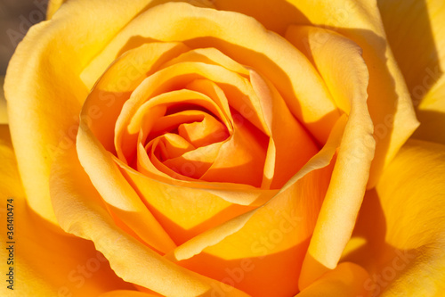 Close up to yellow rose flower from the top. Amazing natural colors of petals. Macro shot at bright summer day. 