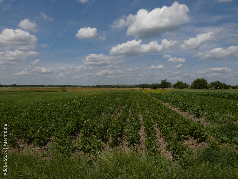 Potato field under blue sky with white clouds - rural landscape from Liubytiv, Ukraine