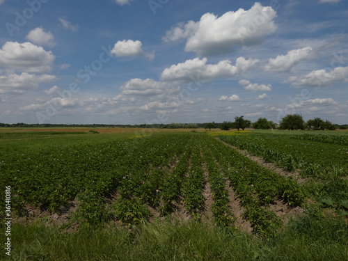 Potato field under blue sky with white clouds - rural landscape from Liubytiv, Ukraine