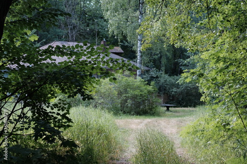 path in the forest