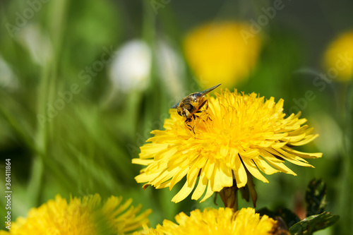 Bee collecting pollen on yellow dandelion flower in spring