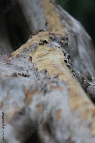 textura, madera, bosque, difuminado