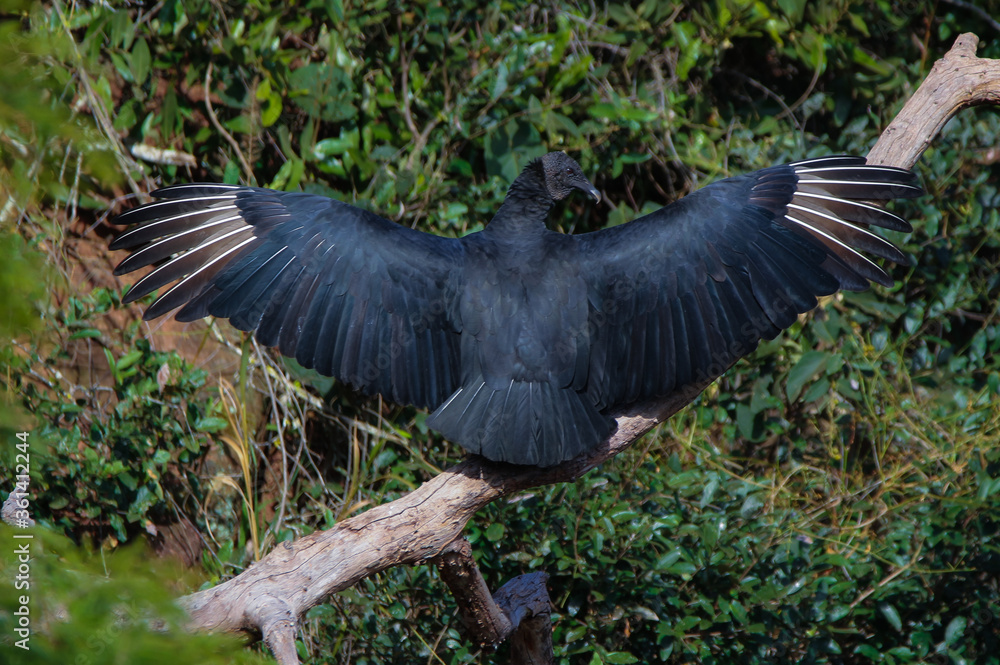 Fototapeta premium black vulture at sun