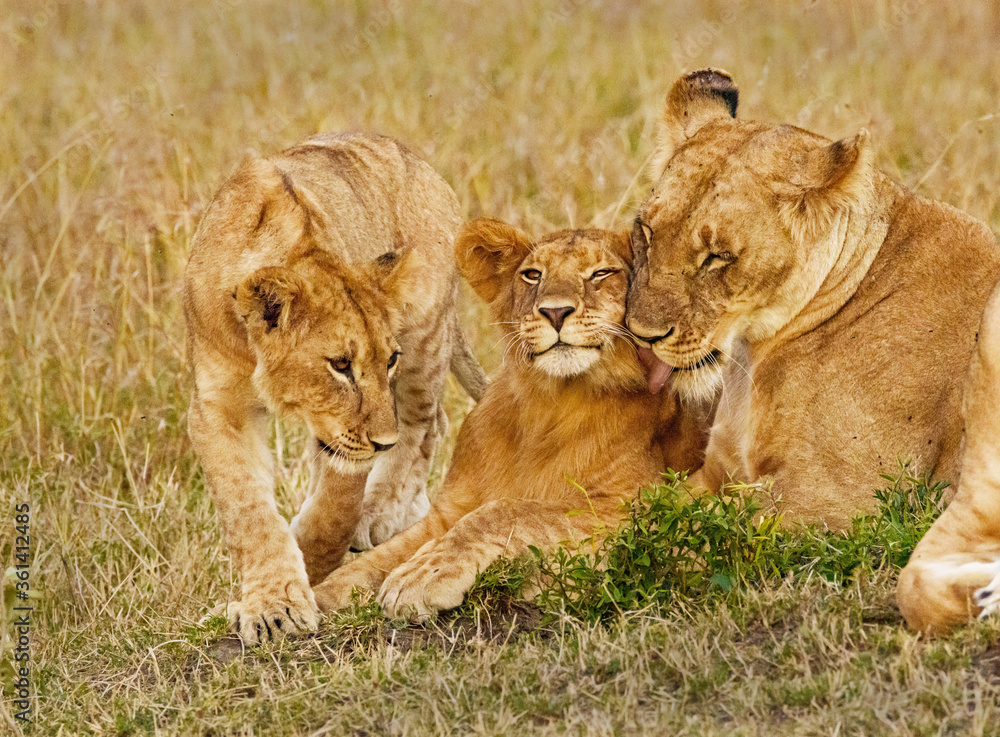 Caring Lions in Masai Mara, Kenya Caring Lions in Masai Mara, Kenya