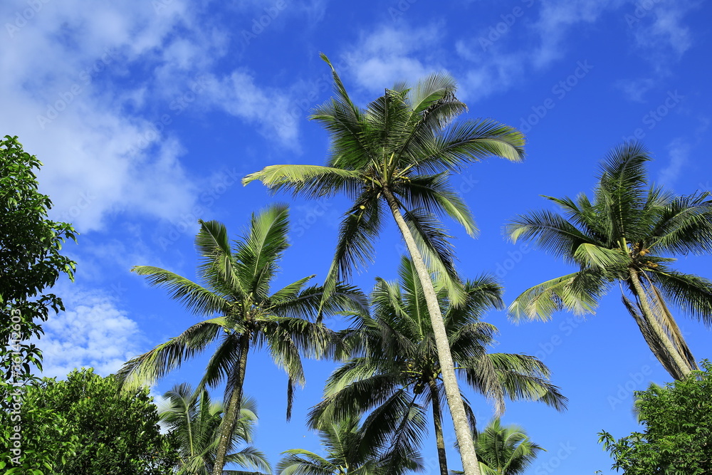 custom made wallpaper toronto digitalBeautiful coconut palm trees on blue sky background with clouds