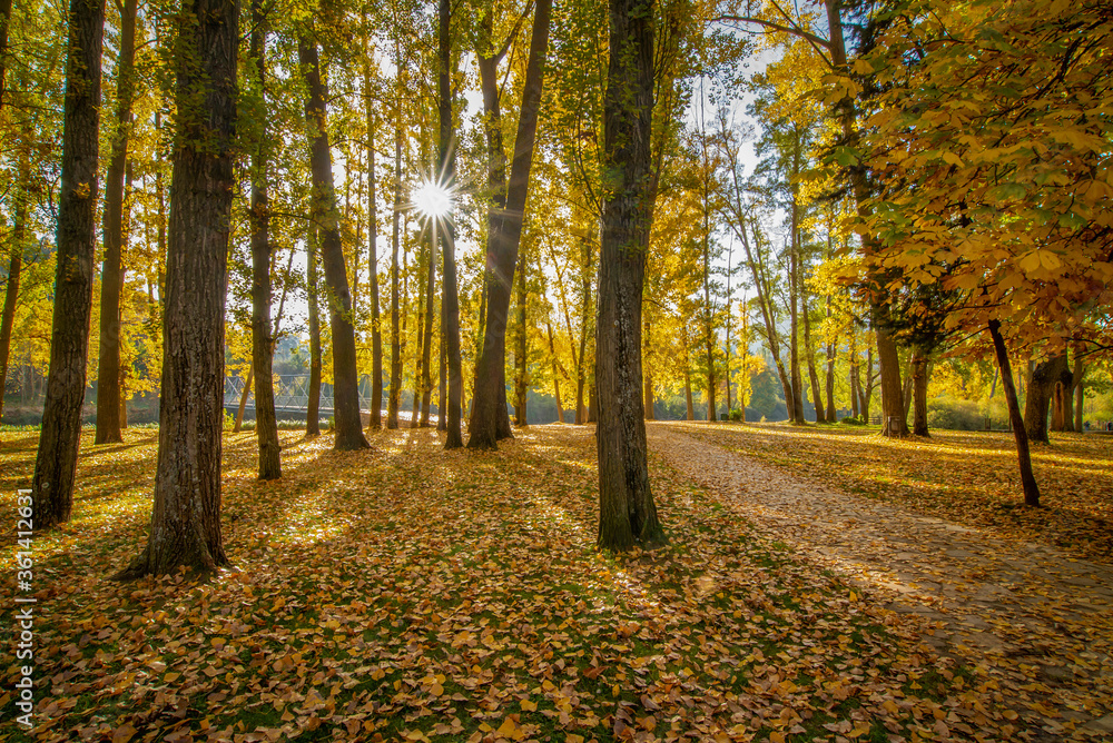 Obraz premium Autumn landscape with trees