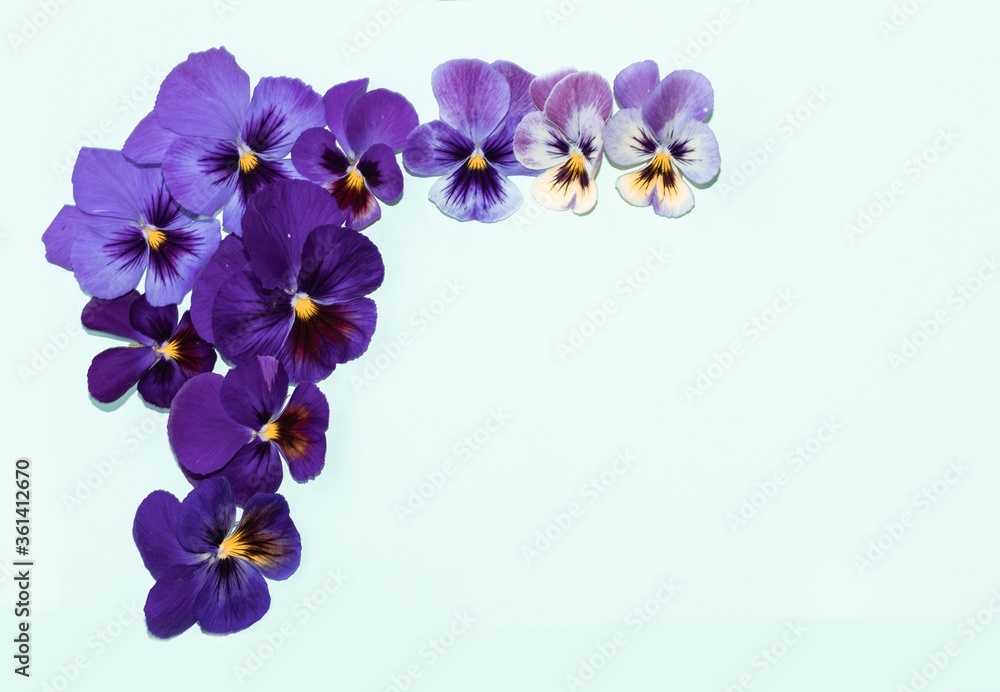 Obraz premium Viola tricolor flower composition on colored background. Floral arrangement, design element. Holiday concept. Top view, flat lay.