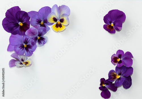 Viola tricolor flower composition on colored background. Floral arrangement, design element. Holiday concept. Top view, flat lay.