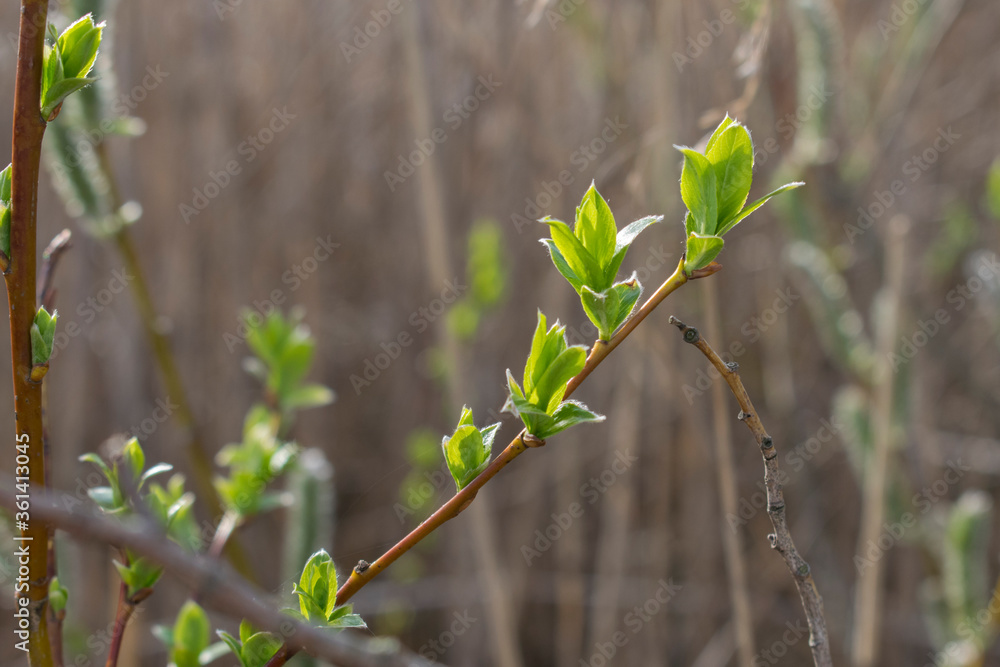 The young leaves of willow, early spring